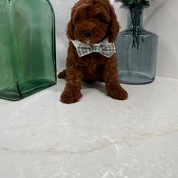 Nico - Red male Cavapoo puppy in Mint Hill, North Carolina from DoodleForever