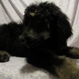 Aussiedoodle, Australian Shepherd, and Poodle Puppies from Kay Kay's Pupper Patch