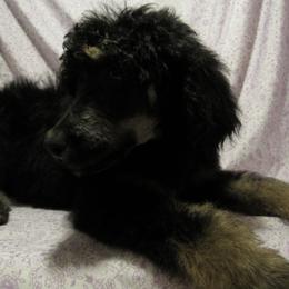 Aussiedoodle, Australian Shepherd, and Poodle Puppies from Kay Kay's Pupper Patch