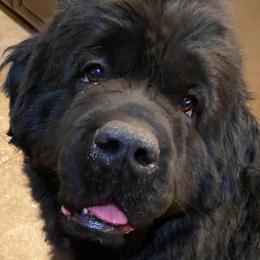 Newfoundland puppies from Gentle Soul Newfoundlands