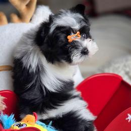 Jinu - Parti male Yorkshire Terrier puppy in California from Corazon de gigante