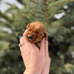 Purple Girl - Dark golden female Golden Retriever puppy in Utah from Deseret Peak Goldens
