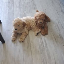 Goldendoodle Puppies from Brulee Doodles