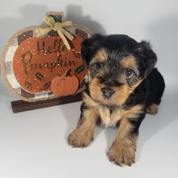 Tan collar girl - Black and tan female Yorkshire Terrier puppy in Jacksonville, Florida from Yorkieology
