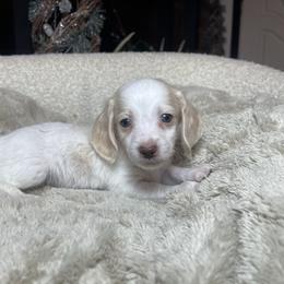 Snowy - Dapple male Dachshund puppy in Washburn, Tennessee from Clinch Mountain Dachshunds