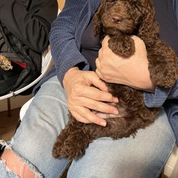 Goldendoodle Puppies from Dream Lake Doodles