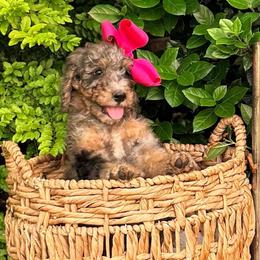 Aurora - Blue merle female Assorted Doodle Crosses puppy in Irmo, South Carolina from Kava Kennels