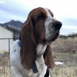 Fred - Basset Hound