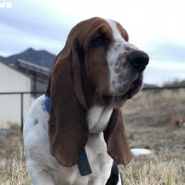 Fred - Basset Hound