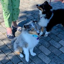 Shetland Sheepdog Puppies from Hawks Acres Shetland Sheepdogs