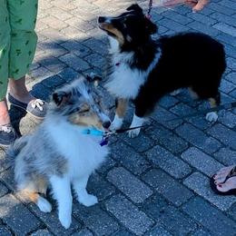 Shetland Sheepdog Puppies from Hawks Acres Shetland Sheepdogs