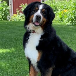 Bernese Mountain Dogs from Diaz Farm