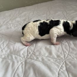 Poodle Puppies from Genesis Kinnibrugh