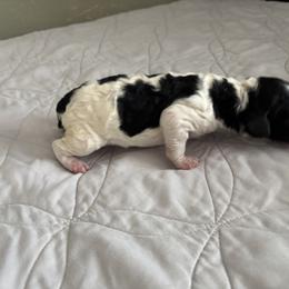 Poodle Puppies from Genesis Kinnibrugh