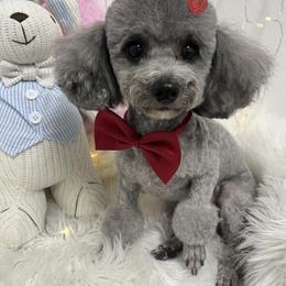 Milky - Silver female Poodle puppy in Chandler, Arizona from Fabi toy Poodle