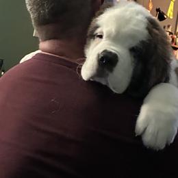 Girl 2 - Brown and white female Saint Bernard puppy in Connecticut from Still River Saints