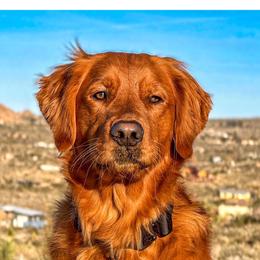 Boy 2 - Dark golden male Golden Retriever puppy in Lebanon, Oregon from Dark Goldens on Hilltop