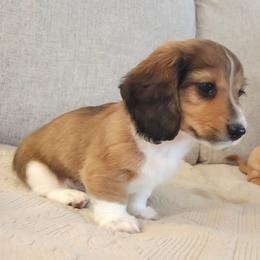 Dachshund puppies from Happy Acres  Miniature Dachshunds