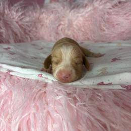 Morgan - Cream female Dachshund puppy in Lake City, Florida from My Ditzy Doxies of Florida