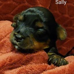 Sally - Black and gold female Yorkshire Terrier puppy in Vancouver, Washington from Yorkastle Kennels