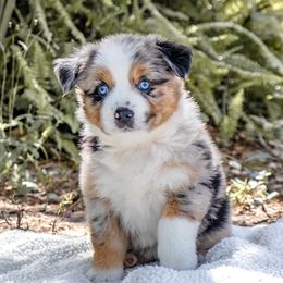 Miniature Australian Shepherds from Gable A Aussies