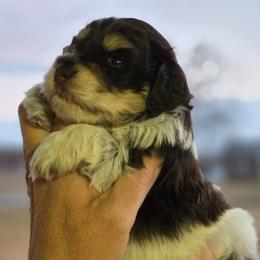 Jarvy - Liver male Miniature Schnauzer puppy in Hertford, North Carolina from Little Bug Schnauzers