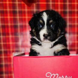 Australian Shepherds and Miniature Australian Shepherds from Dawn's Pups