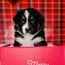 Australian Shepherds and Miniature Australian Shepherds from Dawn's Pups