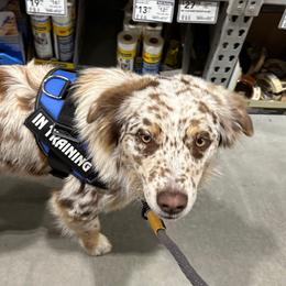 Tater - Australian Shepherd