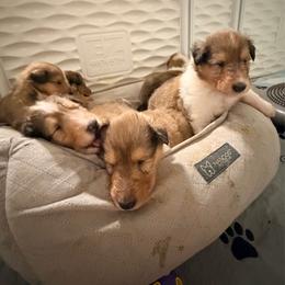 Blue, Green, Yellow, Gray, Red, Light Green, White - Sable merle male Collie puppy in Newburgh, New York from Eye Spy