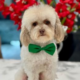 Chip - Poodle
