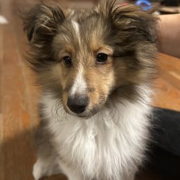 Shetland Sheepdog puppies from Brandy's Shetland Sheepdogs