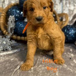 Niblet - Red  male Goldendoodle puppy in Rockville, Minnesota from Bracha Poodles & Doodles