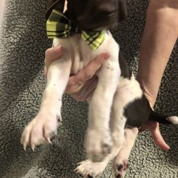 German Shorthaired Pointer Puppies from Blue Mountain GSP's