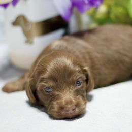 Piper - Chocolate and tan female Dachshund puppy in Bellville, Ohio from JK Mini Doxies