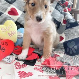 Shetland Sheepdog Puppies from Country Chic Shelties