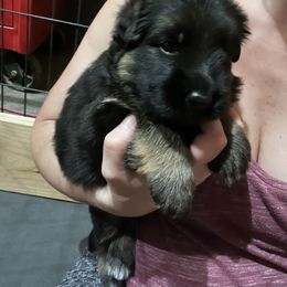 German Shepherd Puppies from McGarry German Shepherds