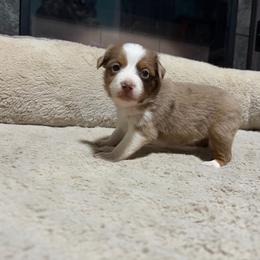 Casey - Red merle female Miniature American Shepherd puppy in Terryville, Connecticut from Spirited Aussies