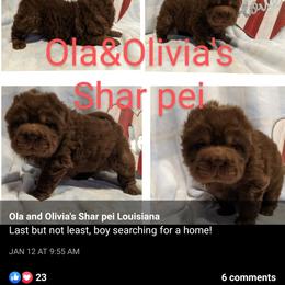 Chinese Shar-Pei Puppies from Ola & Olivia's Shar Pei