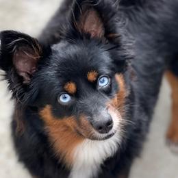 Fancy - Toy Australian Shepherd