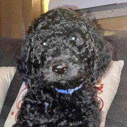 Goldendoodles from Cole Family Doodles