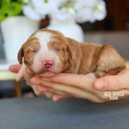 Arizona - Red  female Goldendoodle puppy in Salado, Texas from Red Ranch Dogs