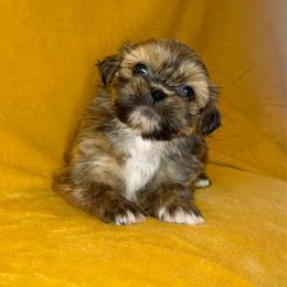 Freddy - Brindle male Shih Tzu puppy in Oak Park, California from Boodaboo Shih Tzu’s