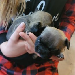 "Obi and Padme" French Bulldog Puppies from Fancy Frenchies