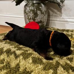 Boy 3 - Black and red male German Shepherd puppy in Snohomish, Washington from Wataha Shepherds