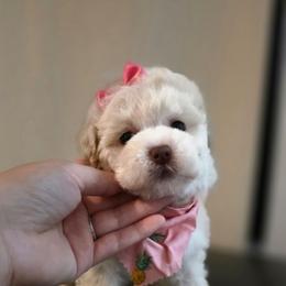 Berry - White female Maltipoo puppy in San Diego, California from Maltipoos SD