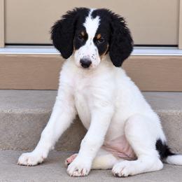 Misty Blue - Tri-color female Bernedoodle puppy in Henderson, Colorado from Huggable Bernedoodles of Colorado LLC