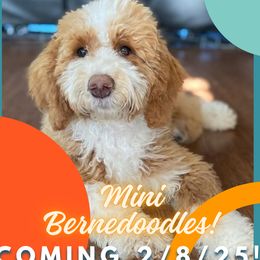 Sully - Sheepadoodle