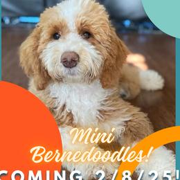 Sully - Sheepadoodle