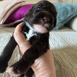 Blue collar - Brown and white male Portuguese Water Dog puppy in Allen, Texas from Pawsitively Portuguese